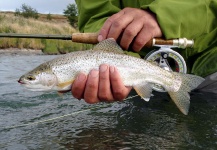 La Vaguada  Fly Fishing 's Fly-fishing Photo of a Rainbow trout – Fly dreamers 