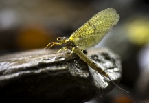 Nicolas Buoro 's Good Fly-fishing Entomology Photo | Fly dreamers 