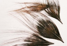 Ojos de pelo real pelados en cinco minutos y sin desarmar la pluma