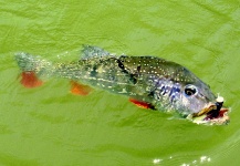  Fotografía de Pesca con Mosca de Tucunare - Pavón por CARLOS ESTEBAN RESTREPO – Fly dreamers 