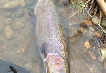  Imagen de Pesca con Mosca de Trucha arcoiris por Peter Breeden – Fly dreamers