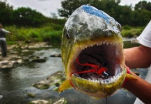 Fly-fishing Picture of Golden Dorado shared by Leandro Ferreyra – Fly dreamers