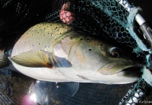 Uros Kristan 's Fly-fishing Image of a Danube Salmon - Hucho Hucho – Fly dreamers 