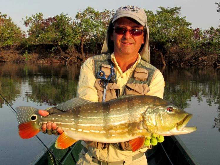 Cichla temensis en período de transición 