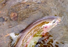 Yampa River Rainbows