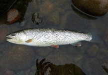  Imagen de Pesca con Mosca de Trucha de lago por Peter Henriksen  – Fly dreamers