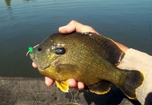 Greg McBill 's Fly-fishing Pic of a Bluegill – Fly dreamers 