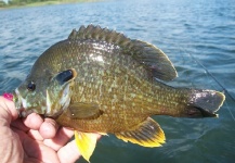 Greg McBill 's Fly-fishing Pic of a Bluegill – Fly dreamers 