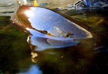 Mikey Wright 's Fly-fishing Photo of a Rainbow trout – Fly dreamers 