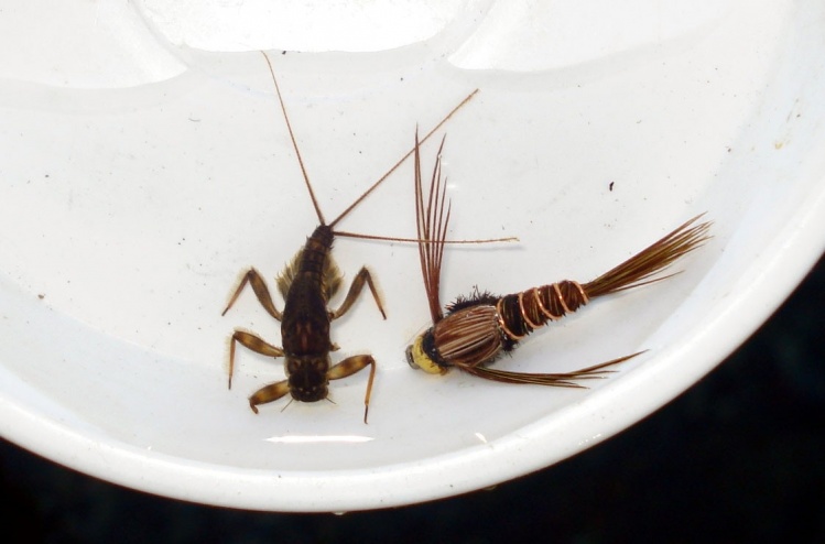 www.lavaguada.cl: Buscado la imitación de Mayflies para las aguas de la Patagonia, sur de Chile.