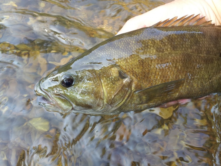 James River ( Mo) Smallie