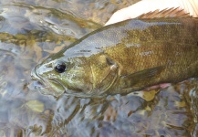  Foto de Pesca con Mosca de Bass de boca chica compartida por Ryan Walker – Fly dreamers