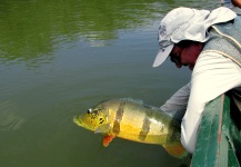  Imagen de Pesca con Mosca de Tucunare - Pavón por CARLOS ESTEBAN RESTREPO – Fly dreamers