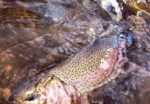 D. Leo Slattery 's Fly-fishing Catch of a Rainbow trout – Fly dreamers 