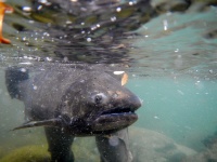 Foto de pesca con mosca