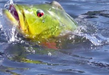  Fotografía de Pesca con Mosca de Tucunare - Pavón por CARLOS ESTEBAN RESTREPO – Fly dreamers 