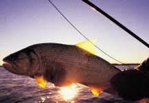  Foto de Pesca con Mosca de Dorado compartida por Rudesindo Fariña – Fly dreamers