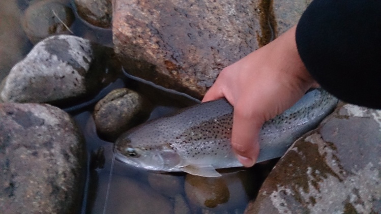 Al llegar a la boca del Río Cholgo donde desemboca en el canal Cholgo (agua salada), vi volar un martín pescador que se poso sobre la rama de un arrayan. Me miro, me cerro un ojo y me indico donde estaban los peces. Minutos despues de investigar el lecho 