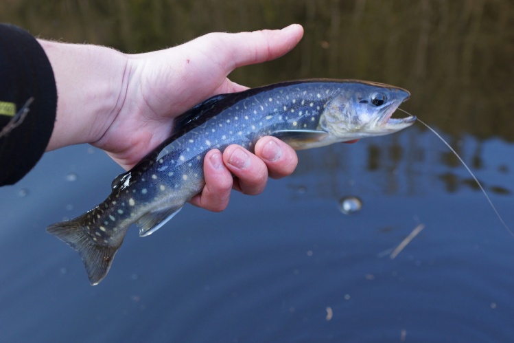 Austria brook trout