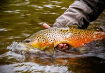  Fotografía de Pesca con Mosca de Trucha marrón por Randy Riksen – Fly dreamers 