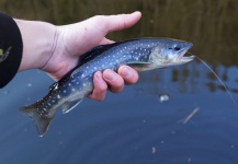 Lukas Bauer 's Fly-fishing Photo of a Brook trout – Fly dreamers 