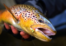 Randy Riksen 's Fly-fishing Image of a Brown trout – Fly dreamers 