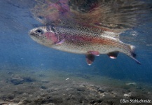Spring trout