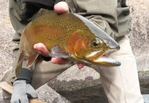  Fotografía de Pesca con Mosca de Trucha arcoiris por Jeremy Clark – Fly dreamers