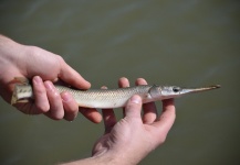 Fly-fishing Photo of Gar shared by Ben Stahlschmidt – Fly dreamers 