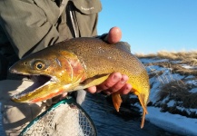 Jeremy Clark 's Fly-fishing Catch of a Cutthroat trout – Fly dreamers 