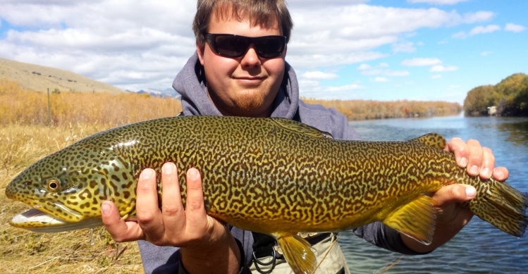 Hooked up with this beautiful 26" Tiger in Nevada, on a black bugger