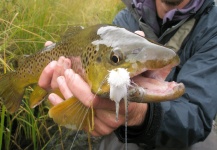  Foto de Pesca con Mosca de Trucha marrón compartida por Jeremy Clark – Fly dreamers