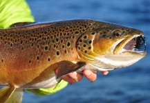 Fly-fishing Photo of Brown trout shared by Carlos  Morales  – Fly dreamers 