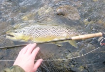 Jeremy Clark 's Fly-fishing Image of a Brown trout – Fly dreamers 