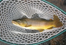 Jeremy Clark 's Fly-fishing Photo of a Brown trout – Fly dreamers 