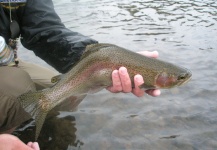 Jeremy Clark 's Fly-fishing Photo of a Rainbow trout – Fly dreamers 