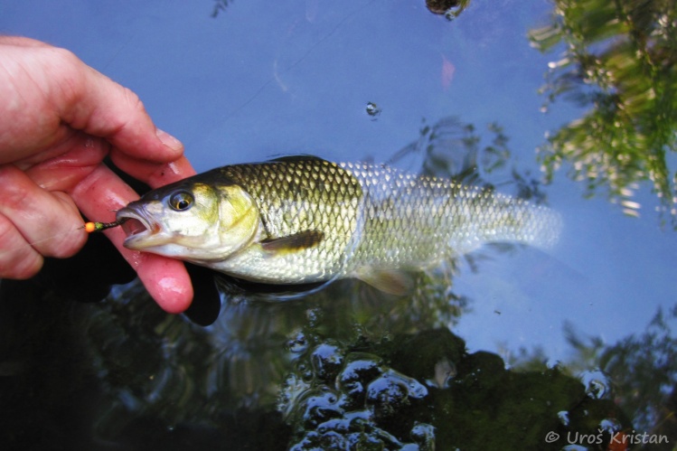 Chub form Ljubija river