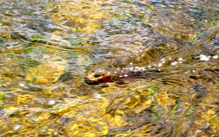 Fish Creek Golden