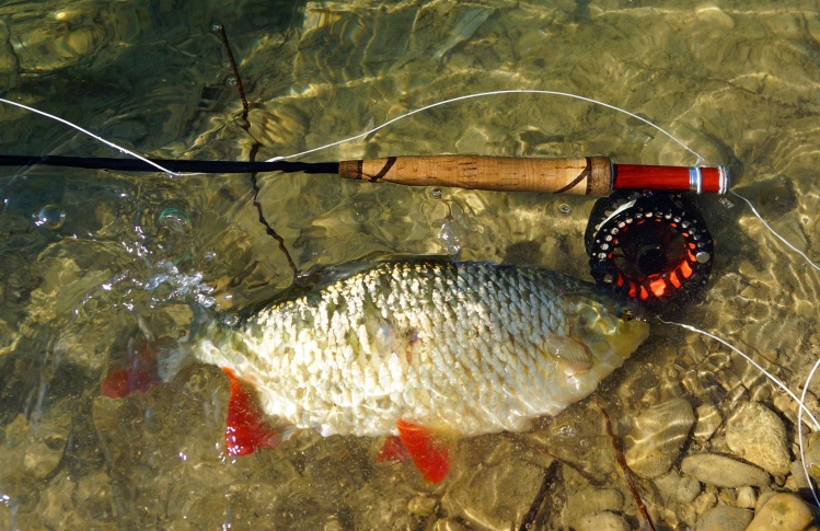 big rudd on a nymph..