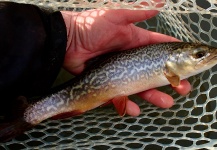 Fly-fishing Photo of Tiger Trout shared by Daniel Braun – Fly dreamers 