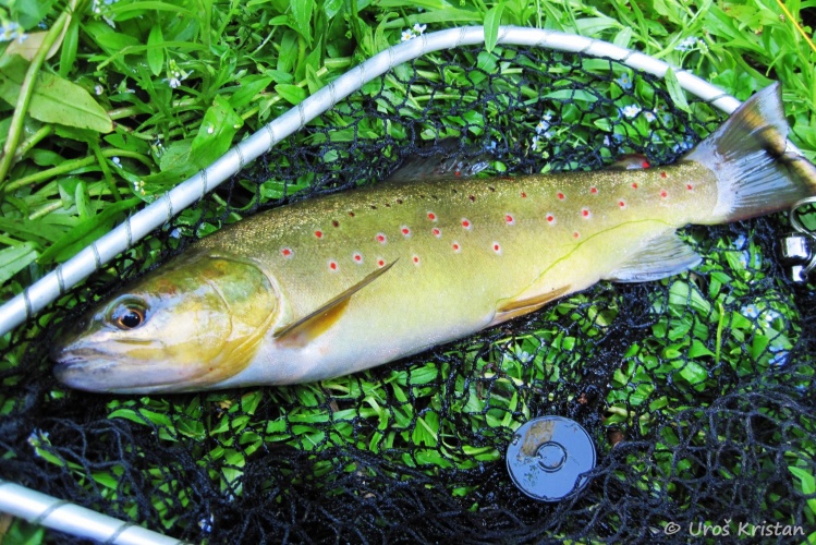 Native brown trout from Ljubija river
