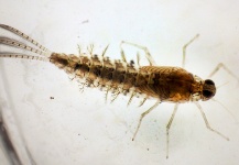Quiz time: Who can tell me what kind of larvae this is. Bonus if you can tell me species.
