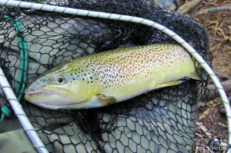 Brown trout from Bistra river