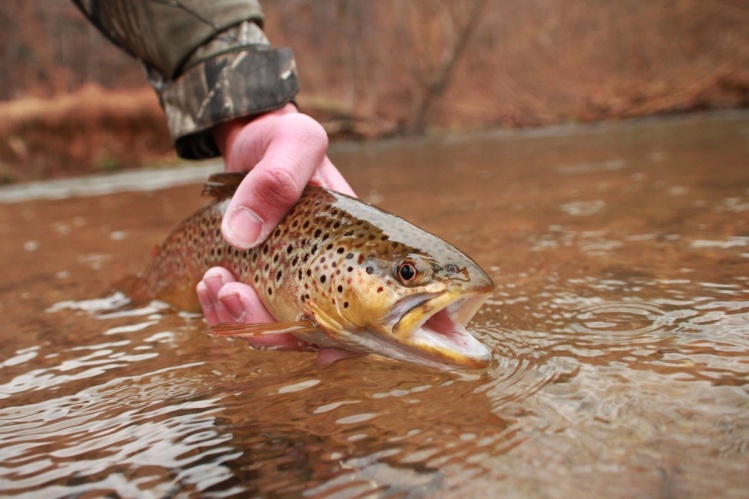 Wild Virginia Brown Trout