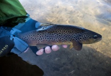  Foto de Pesca con Mosca de Salmo trutta por Drew Fuller – Fly dreamers 