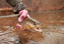  Fotografía de Pesca con Mosca de Trucha marrón por Wendell Baer – Fly dreamers 