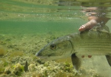  Fotografía de Pesca con Mosca de Bonefish por Mau Velho – Fly dreamers 