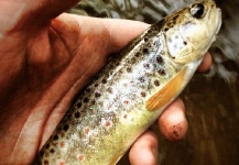 Fly-fishing Pic of Brown trout shared by Devin Dante – Fly dreamers 