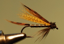  Mosca compartida por Jimbo Busse – Fly dreamers