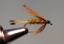  Mosca compartida por Jimbo Busse – Fly dreamers